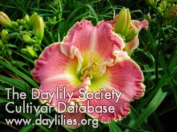 Daylily Lyn Coody